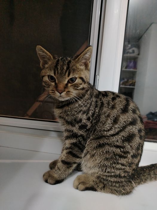 Домашная Котенок продаю