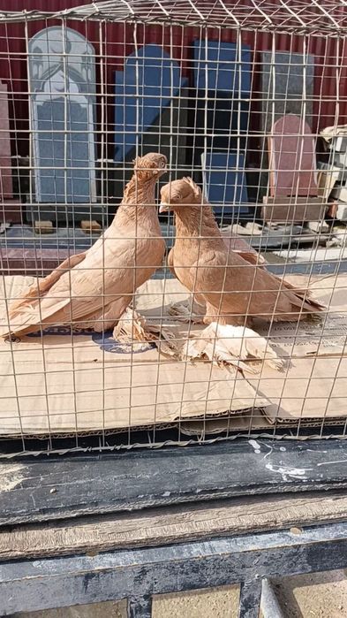 Голуби жёлтые чубатые