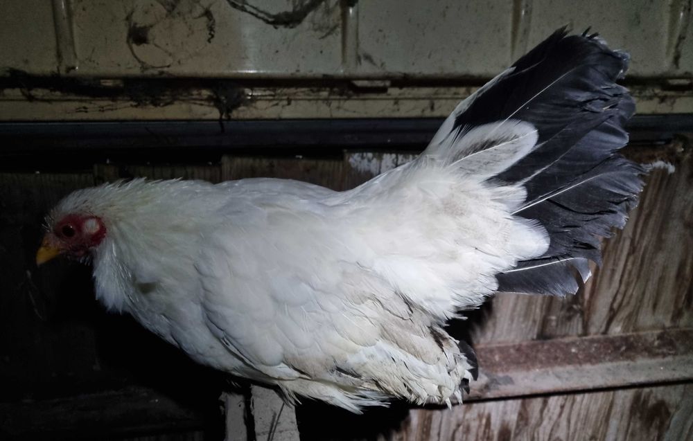 Chabo Siro - 1 cocos + 3 gaini (+ 1 cocos cadou)