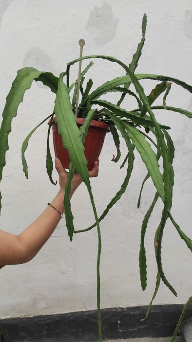 Эпифиллум домашний цветок