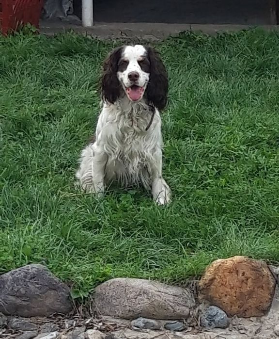 Вязка русский спаниель