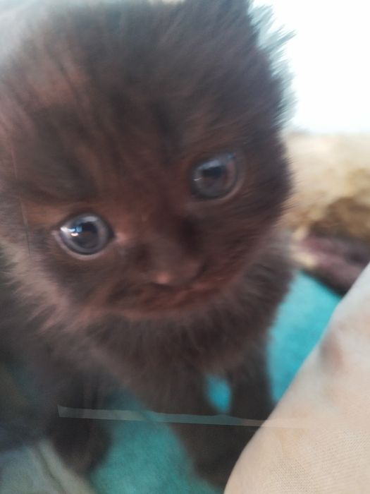 Отдам котят в хорошие руки