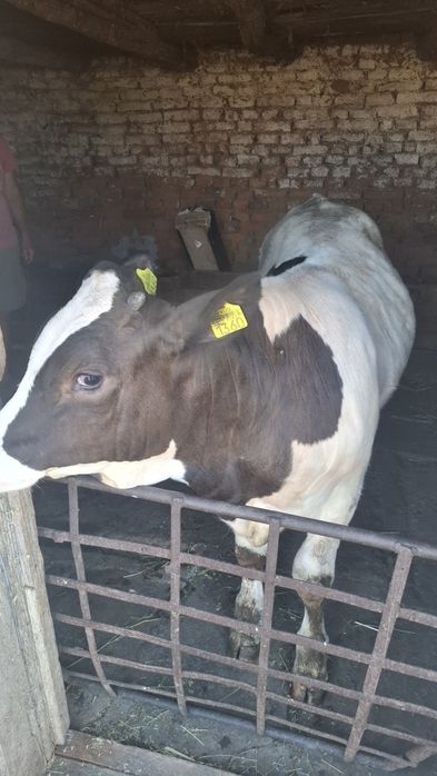 Vând vițel de carne,280-300kg,vârstă 4 luni4 luni