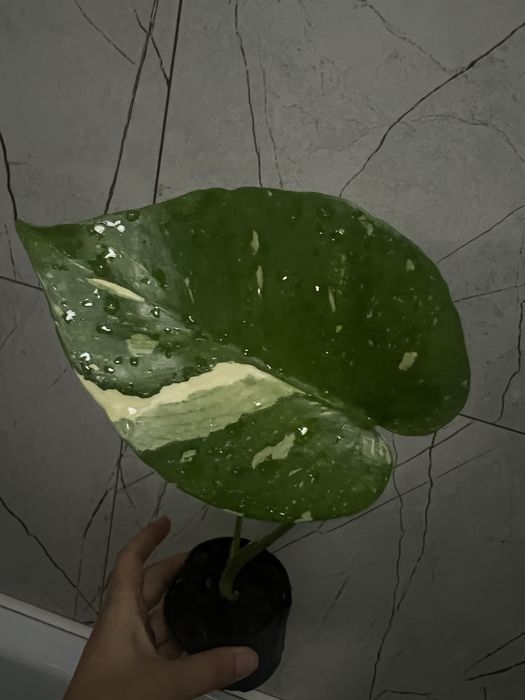 Монстера Тайское созвездие, малышки