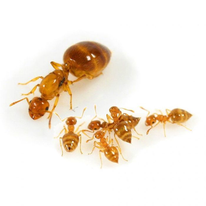 Муравьи Crematogaster Biroii