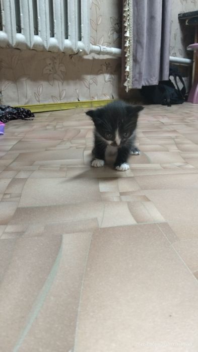 Отдам котёнка в хорошие руки