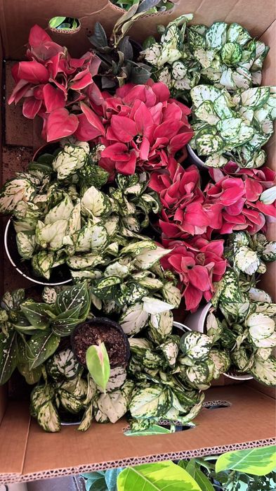 Гулдер ЦВЕТЫ оптом И В РОЗНИЦУ