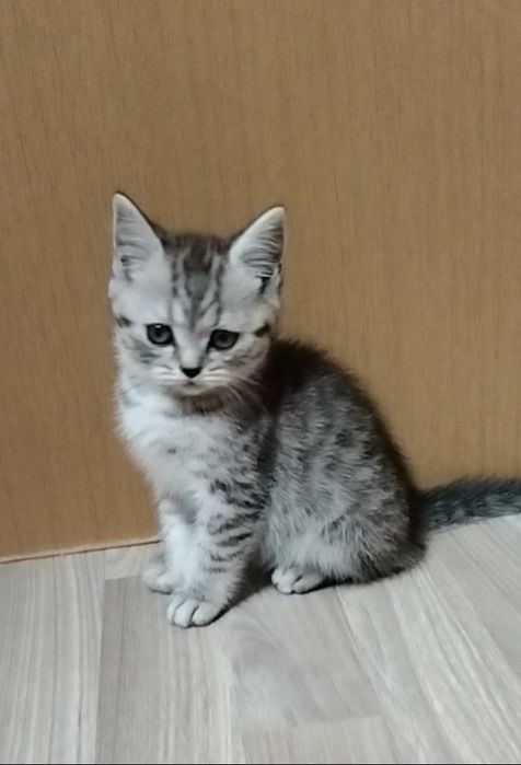 Шотландский котик.