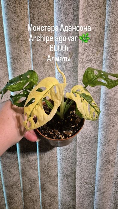 Комнатные растения