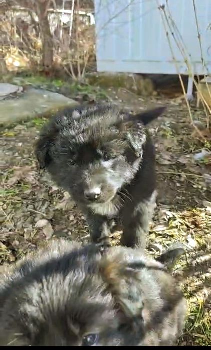 Собака Щенки щенок дворняги