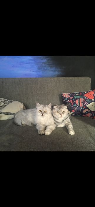 Отдам кошку в добрые руки