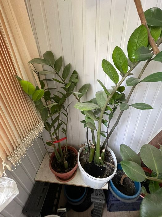 Цветы комнатные продается