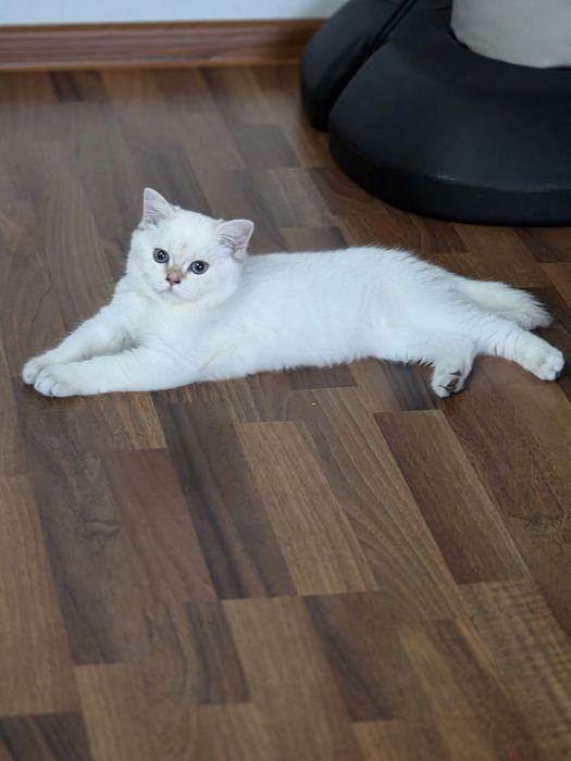 British shorthair  colorpoint