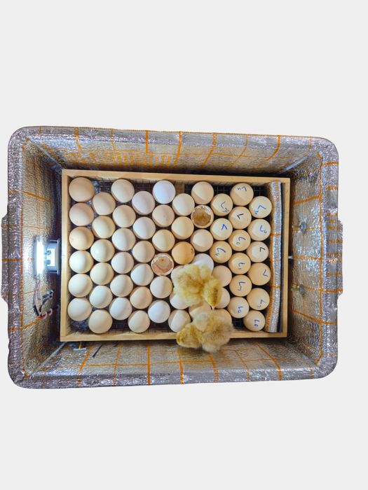 Inkubator Nasiya savdo