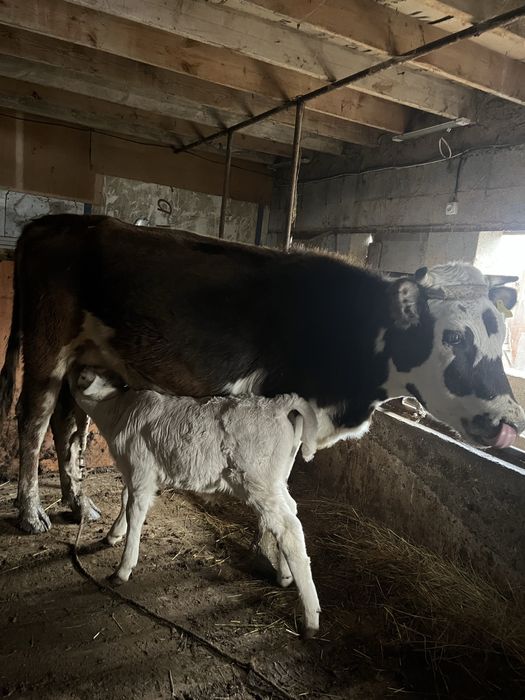 Сиыр сатамын еркек бұзауымен.