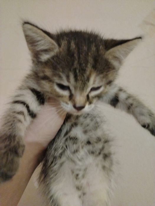 Отдам котят в добрые руки