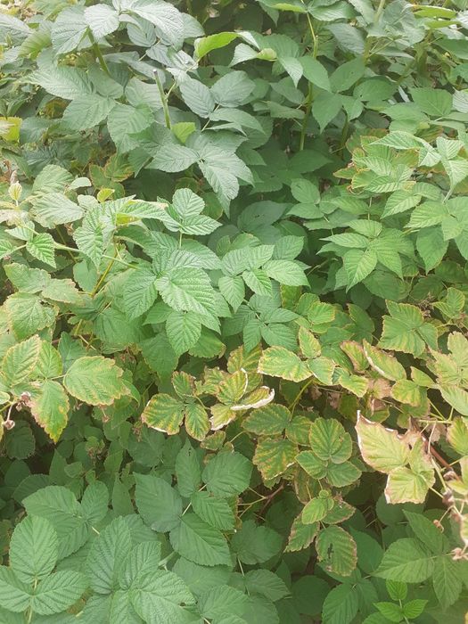 Продам или обмен  2 дома