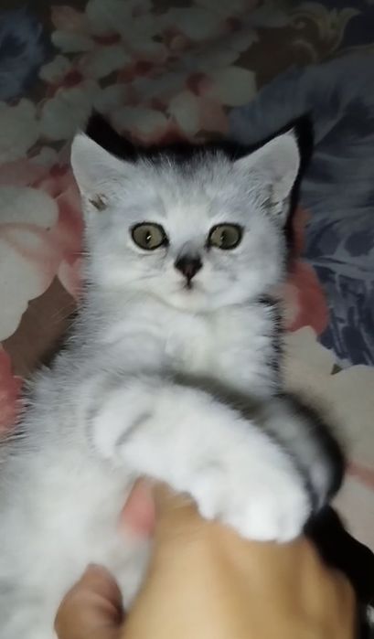 Бухоро шаҳарда мрамор Шиншилла 7 ойлик ўғилча сотилади