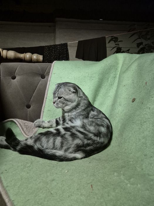 Scottish fold erkak