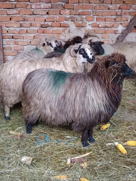 Oi de vânzare mioare și strămioare