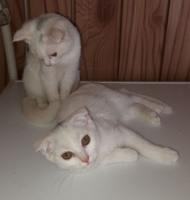 Продам белоснежных котят от правильной вязкии