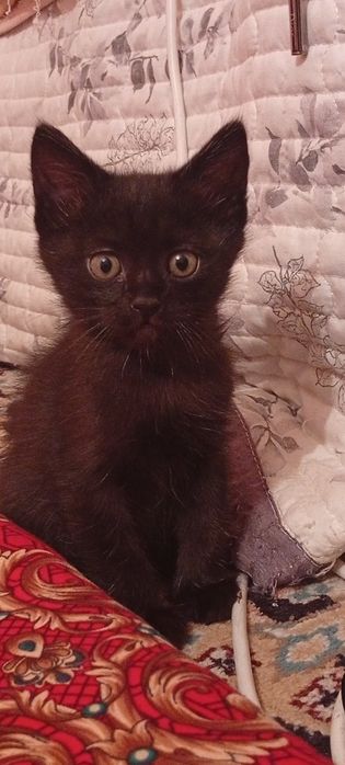 Мальчик Чёрная пантера