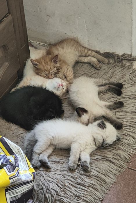 Котята в хорошие руки
