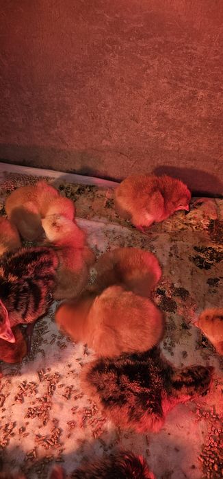 Цыплята Мастер грей