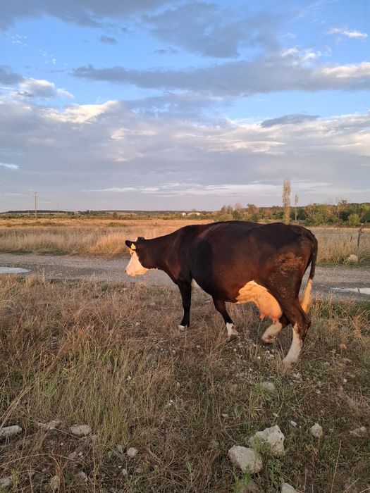 Vacă de vânzare cu lapte