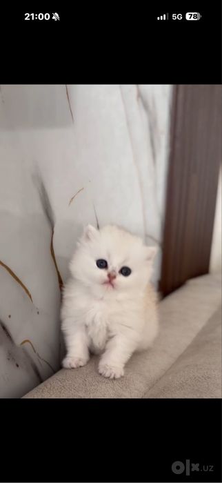 Чистакровные британиские котята на прадаже