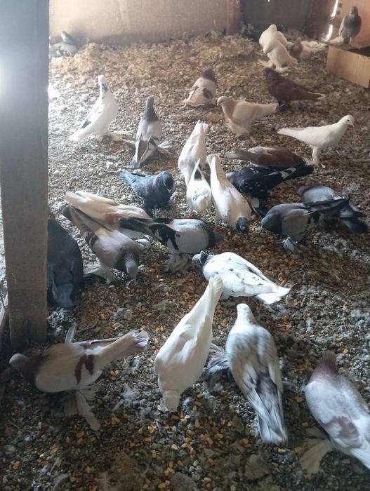 Продам голубей разных