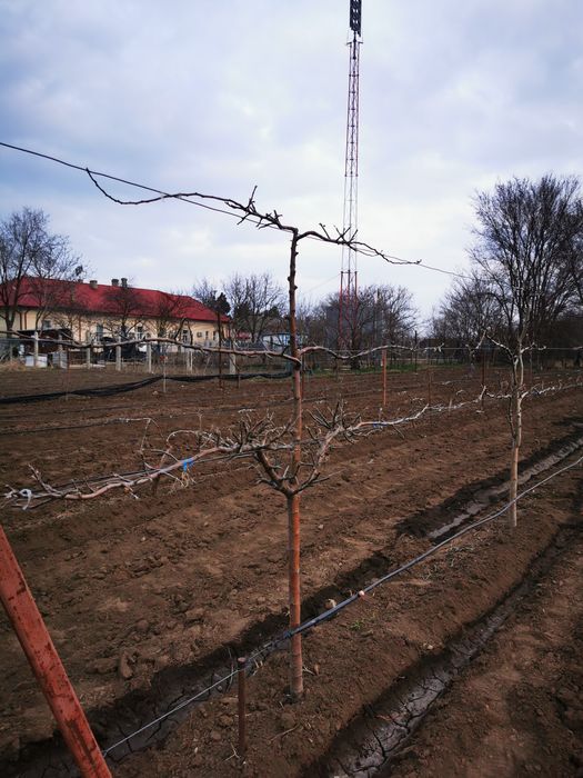 Vand/schimb+/- diferenta