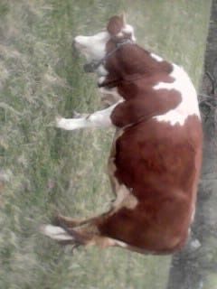 Juninca de vanzare!