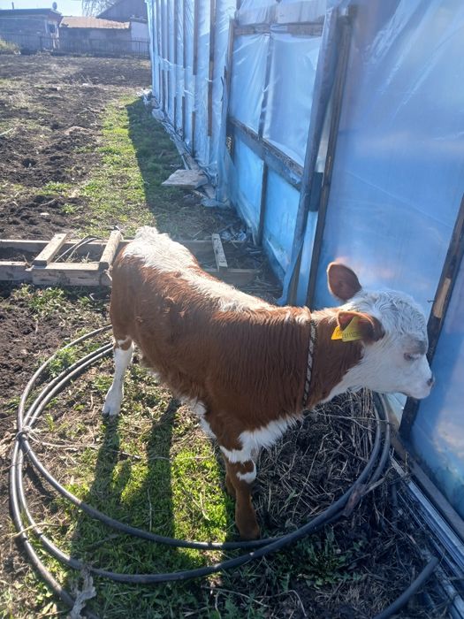 Телёнка 2 месяцев бұзау