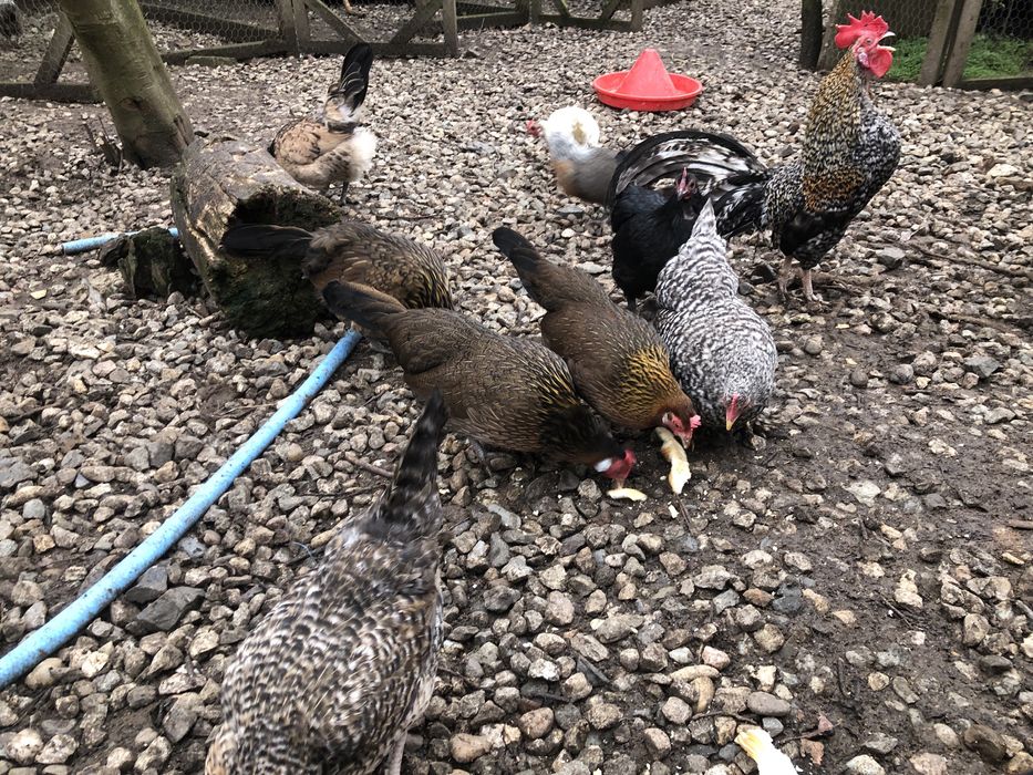 Oua incubat gainuse pheonix, motate , pitice