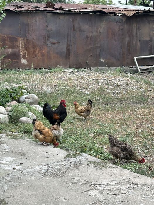 Продам семейку Петух и 6 кур.