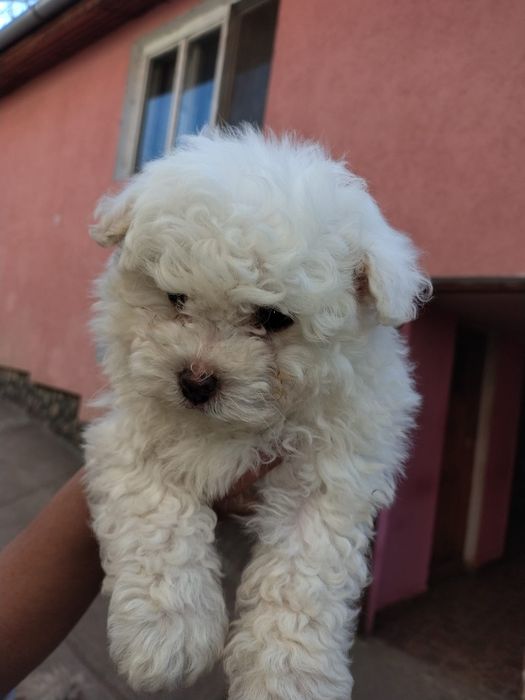 Bhison cu carnet si vaccinați