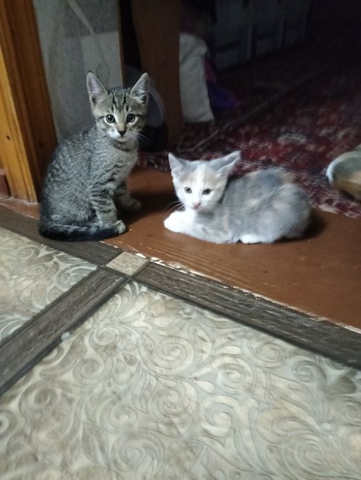 Отдам котят бесплатно