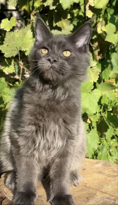 Мейн-Кун котенок мальчик
