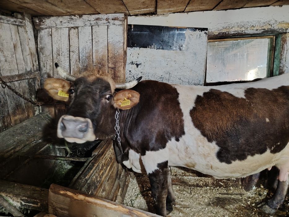 Vacă cu Lapte de vânzare