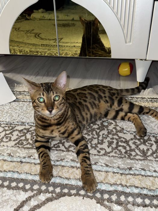Продаётся бенгальский кот