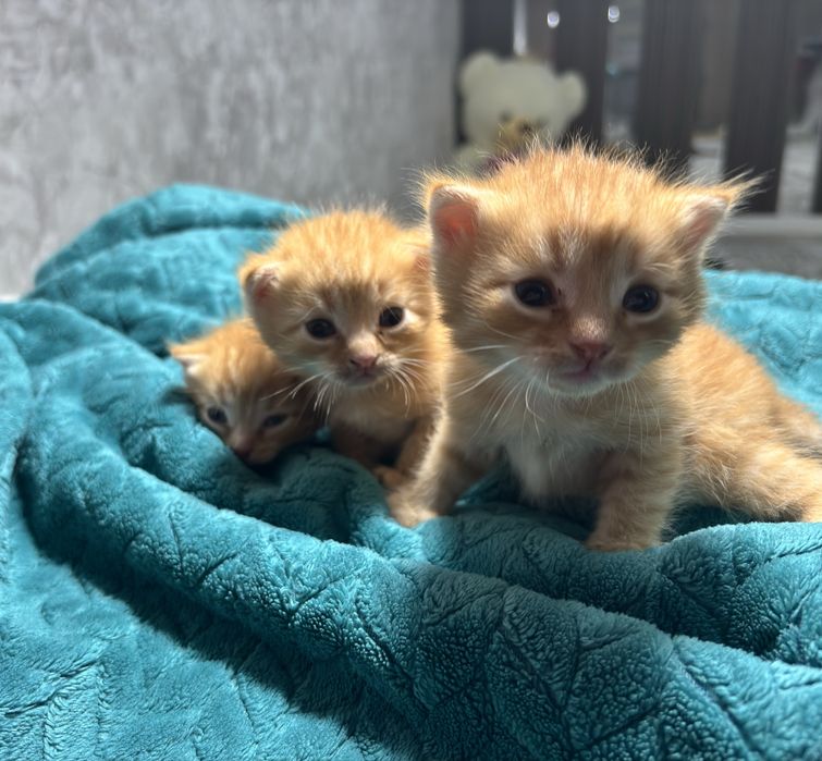 Шотландские вислоухие котята