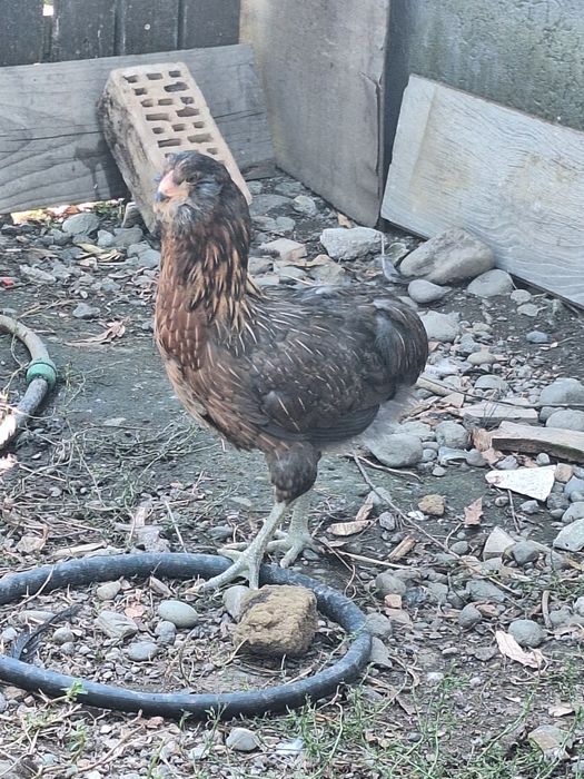 Cocosi si gaini araucana