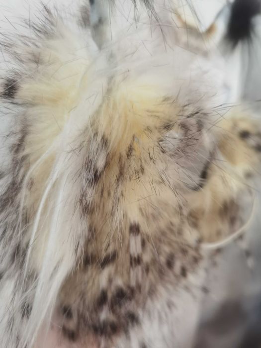 Продам новую Маску рыси