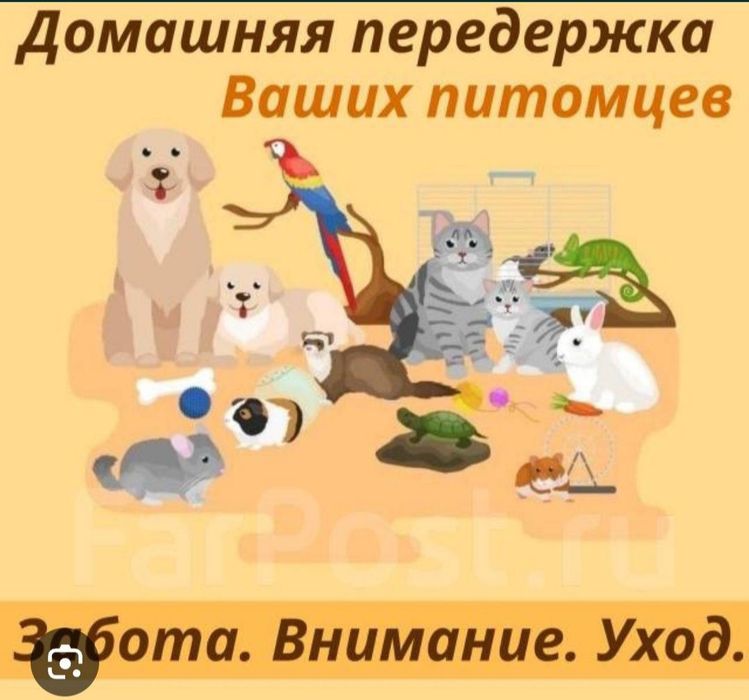 Передержка домашних животных .