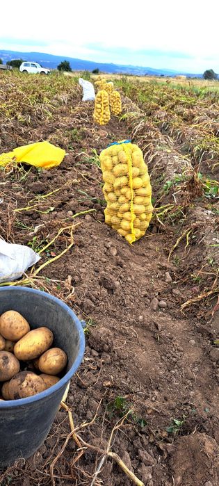 Картофи сорт "Сорая"