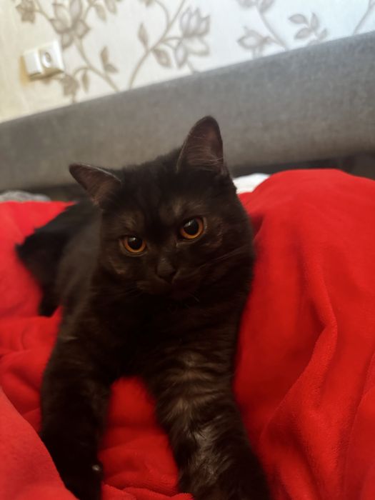 Шотландская кошка в добрые руки