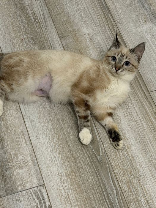 Кошечка Варя,красотка!