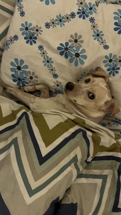 Девочка Молли ищет дом