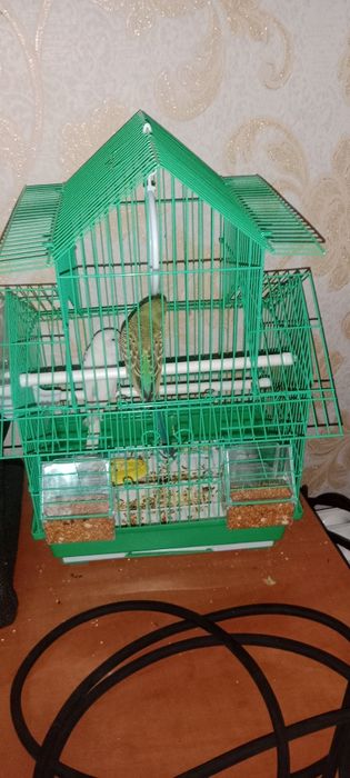 Продам попугаев 2шт